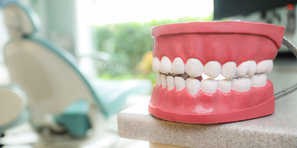 teeth model